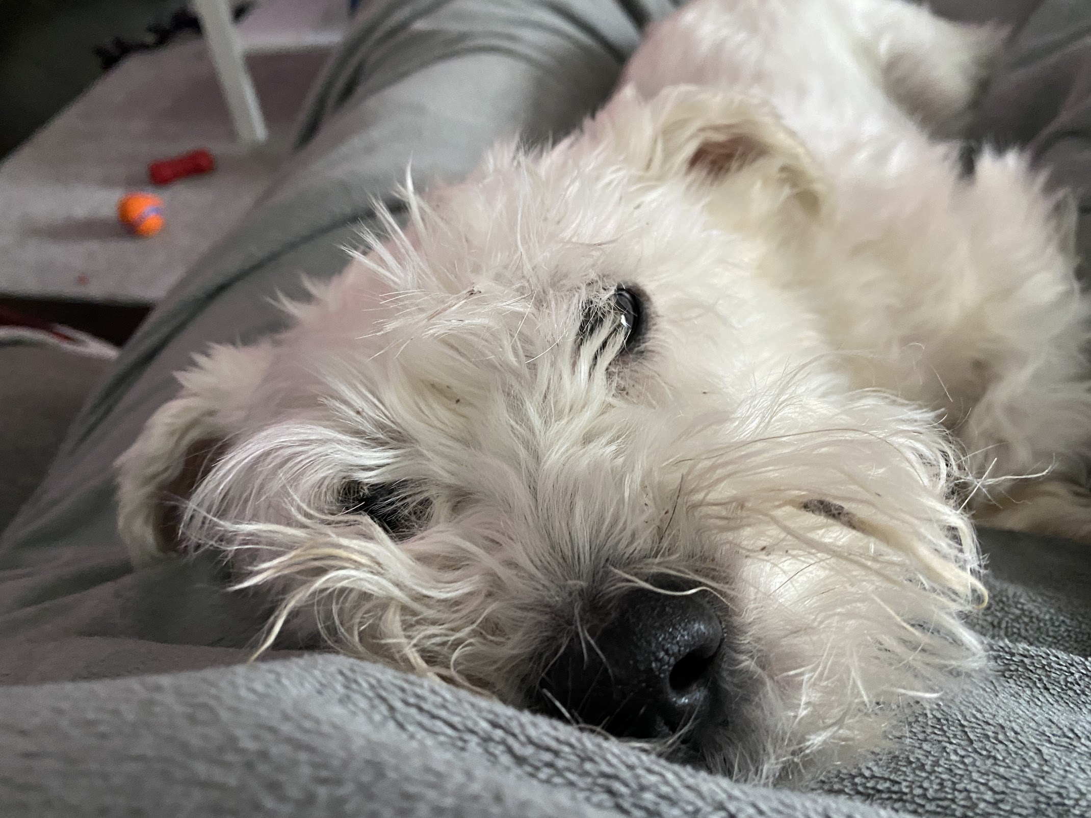 Fluffy white dog stares lovingly into camera while lying on grey blanket covering owner's lap